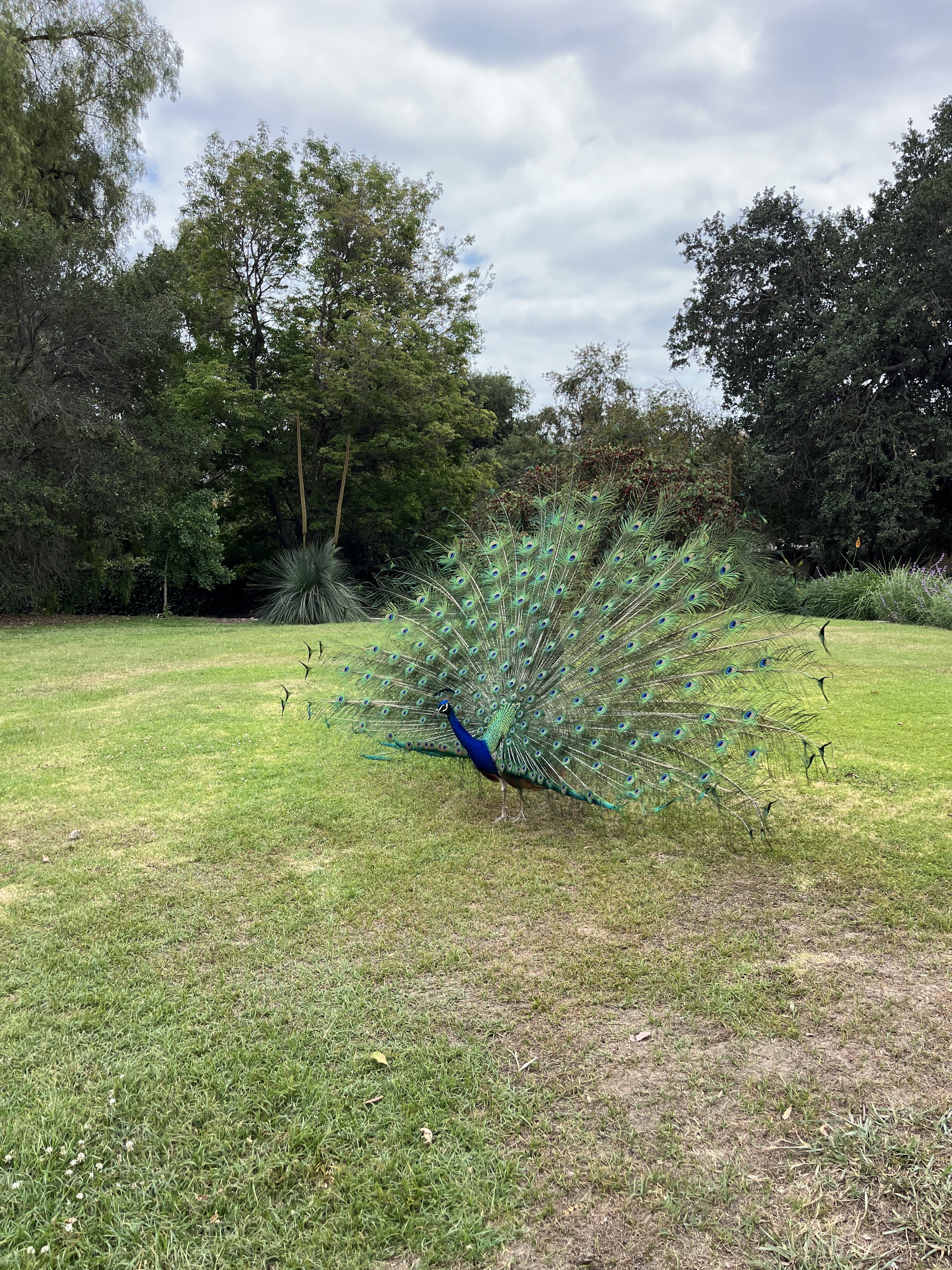peacock!